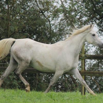 Chevaux à vendre